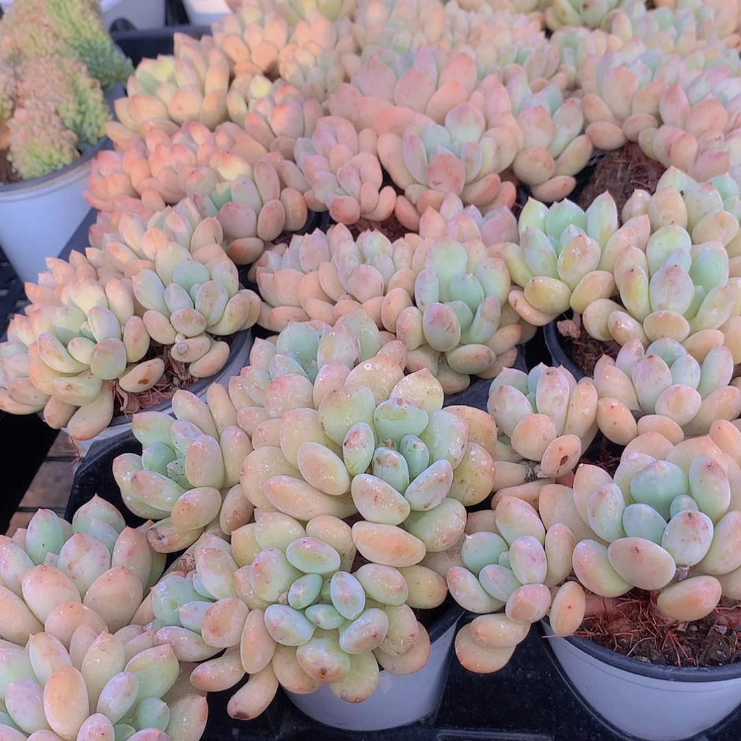 赛康达公主34566778899990