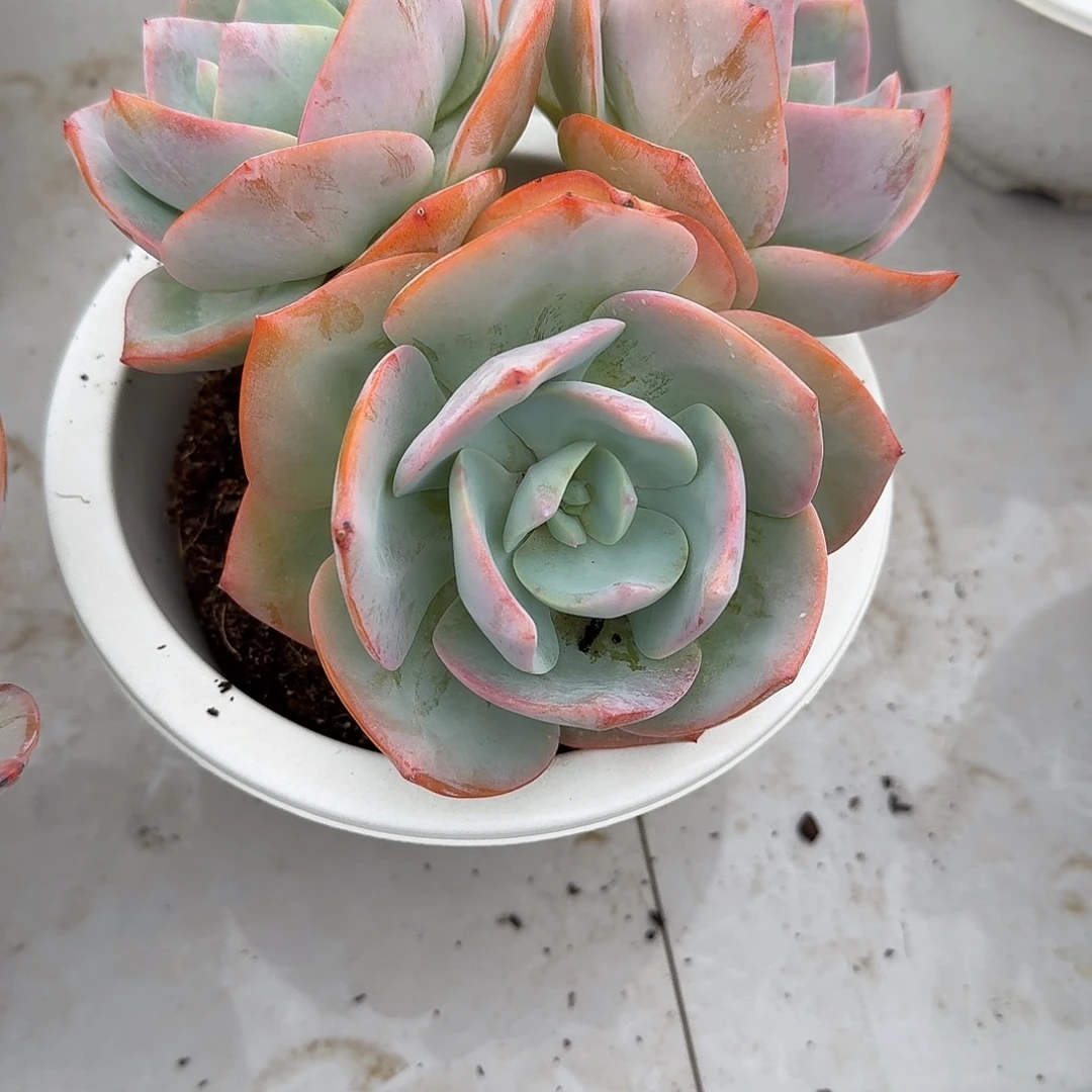 &***&白凤多肉植物一颗