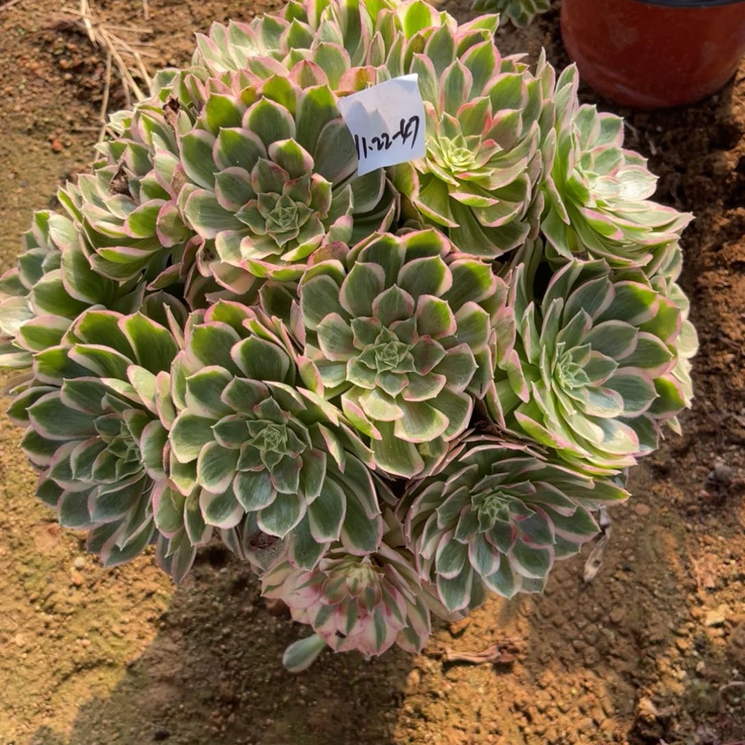 11-22-47孔雀翎绣球