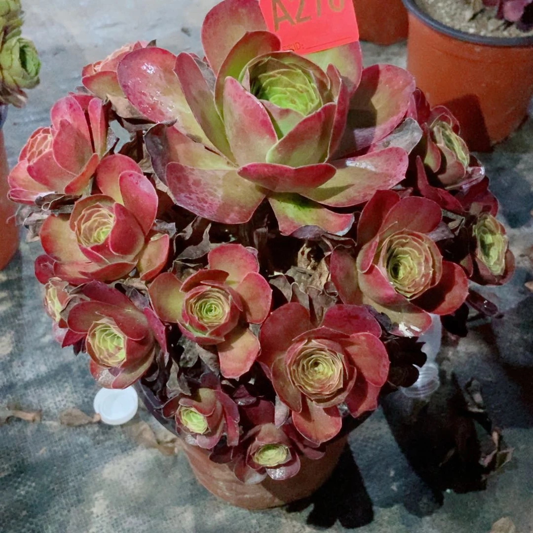 魅金玫瑰278多肉1111
