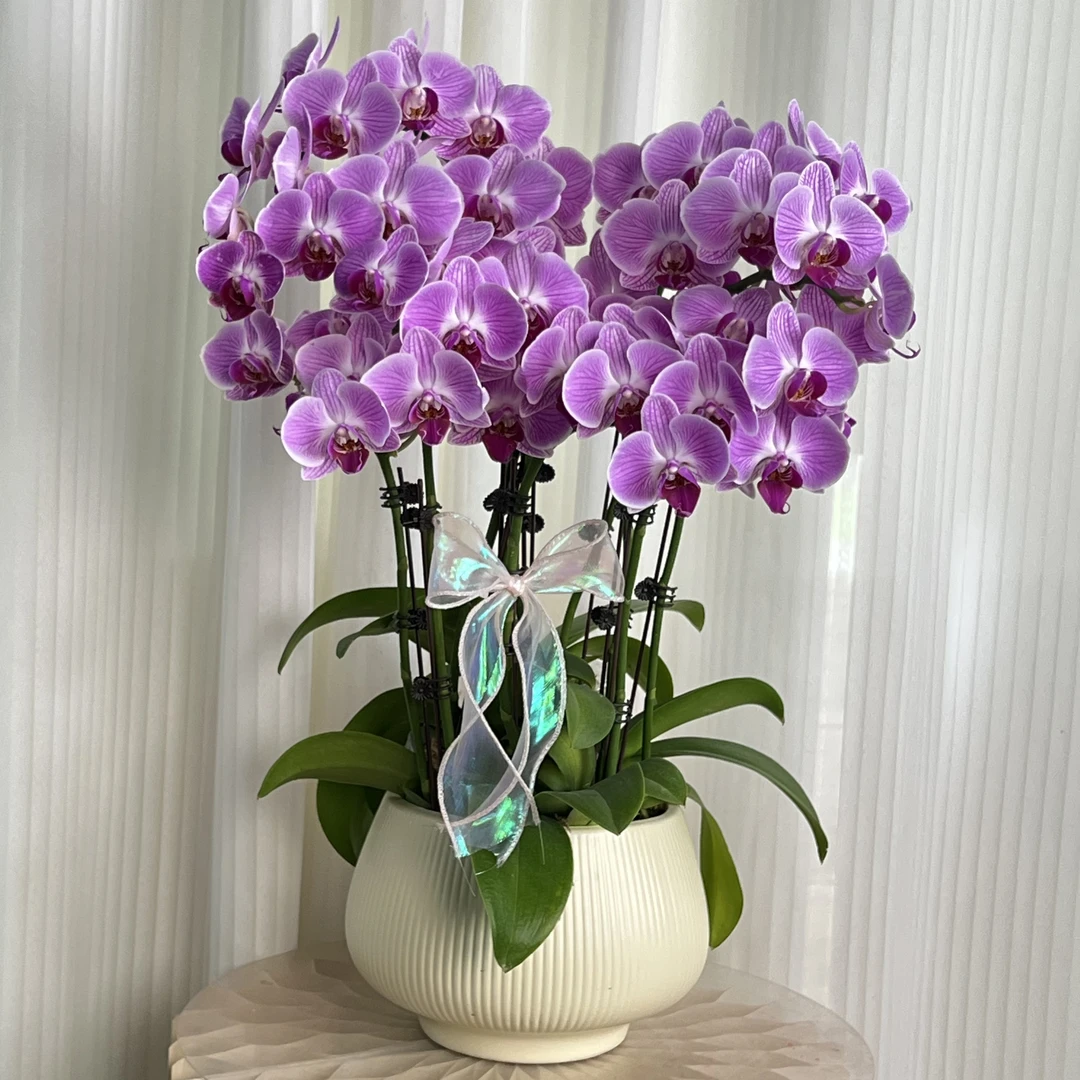 缤纷安妮  紫色大花型 好养耐养 欧品蝴蝶兰 送人送礼 基地直发