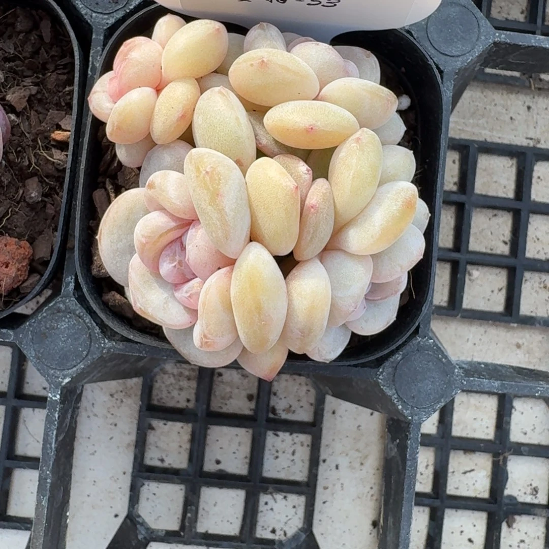 1114-53-蜜桃果汁群生