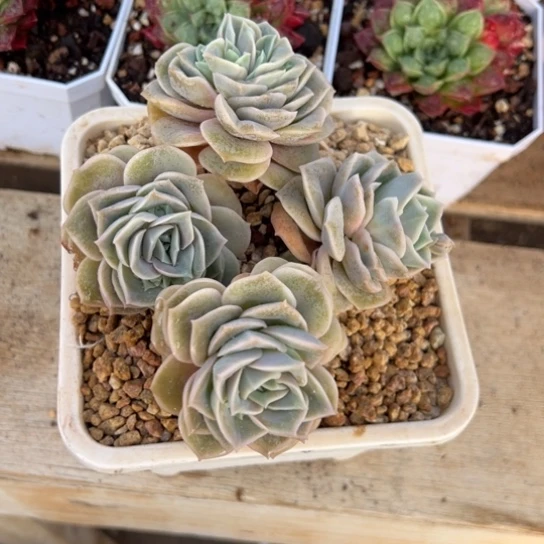 可爱玫瑰 老桩 夏鸣园艺