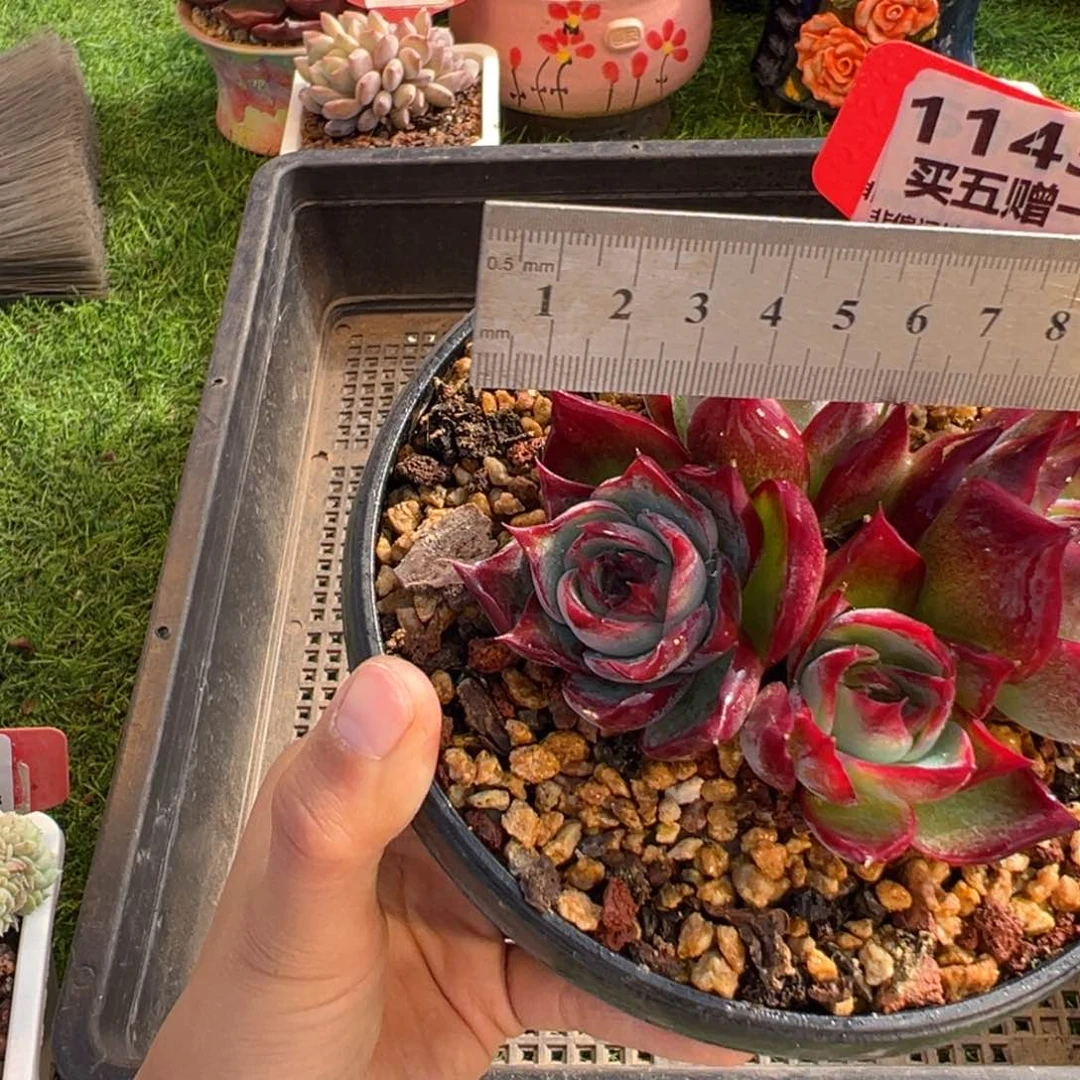 表妹精品多肉1143: