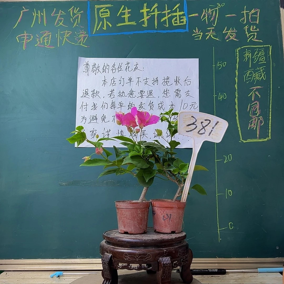 当前无花栽培后可以开花漳红樱掌中宝 绿樱掌中宝 381