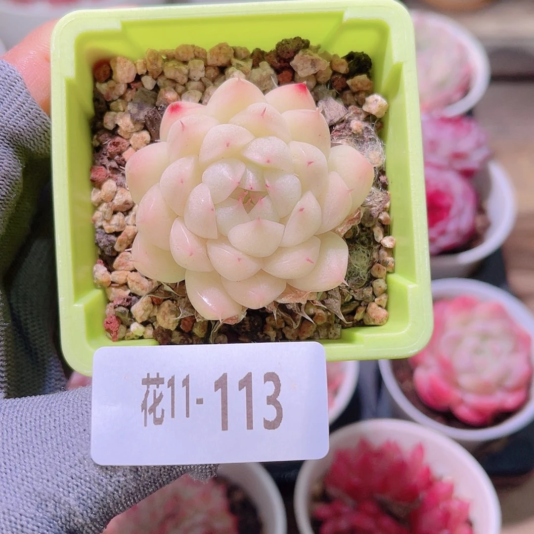 花11-113海王单头