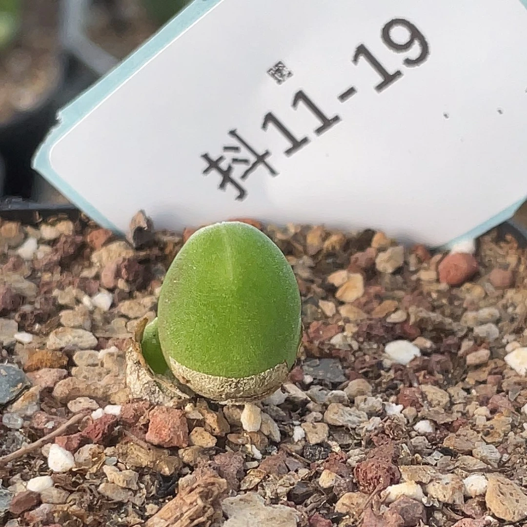 11-19哈默兔多肉植物