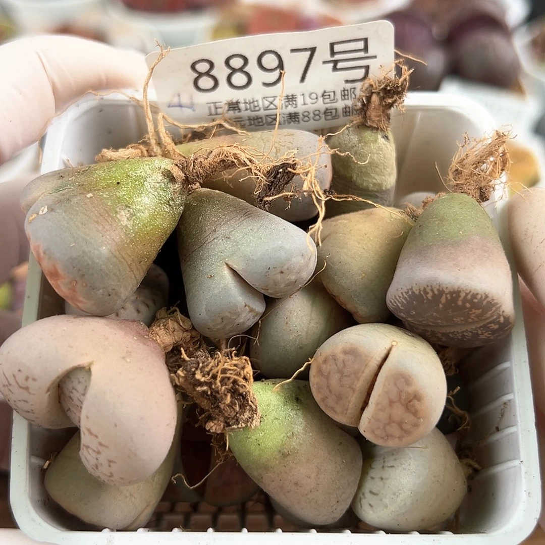 8897大年份母本不同品种共41颗打包出了