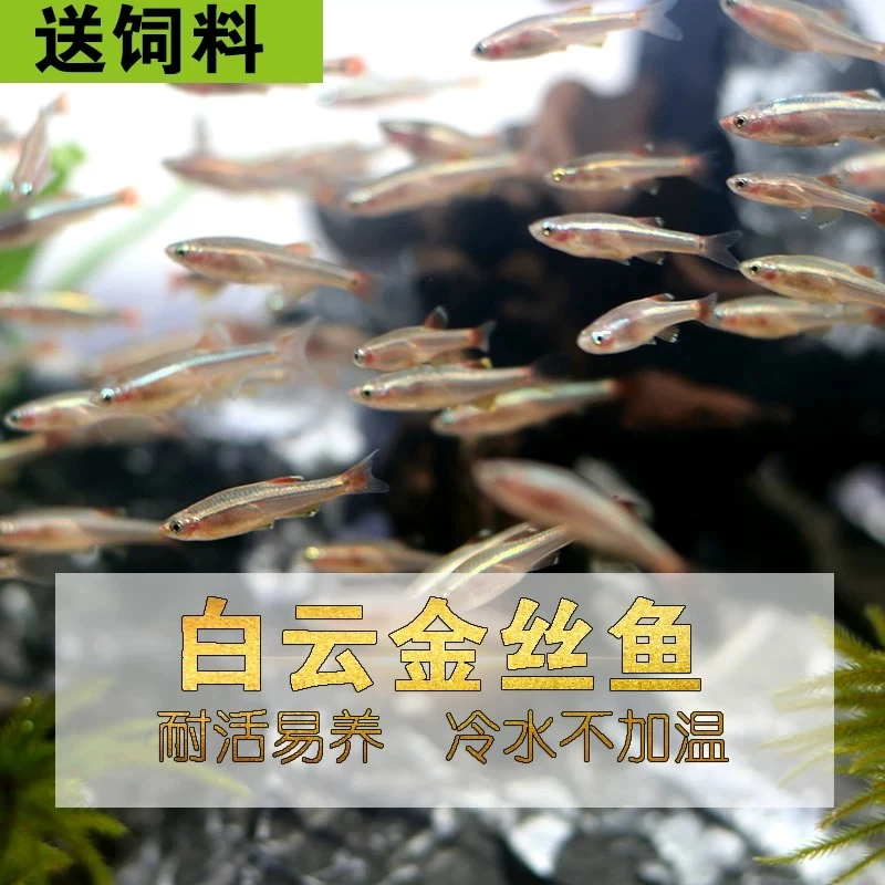 冷水金丝鱼小型观赏鱼淡水鱼草缸灯科鱼人工养殖好养活体不加温