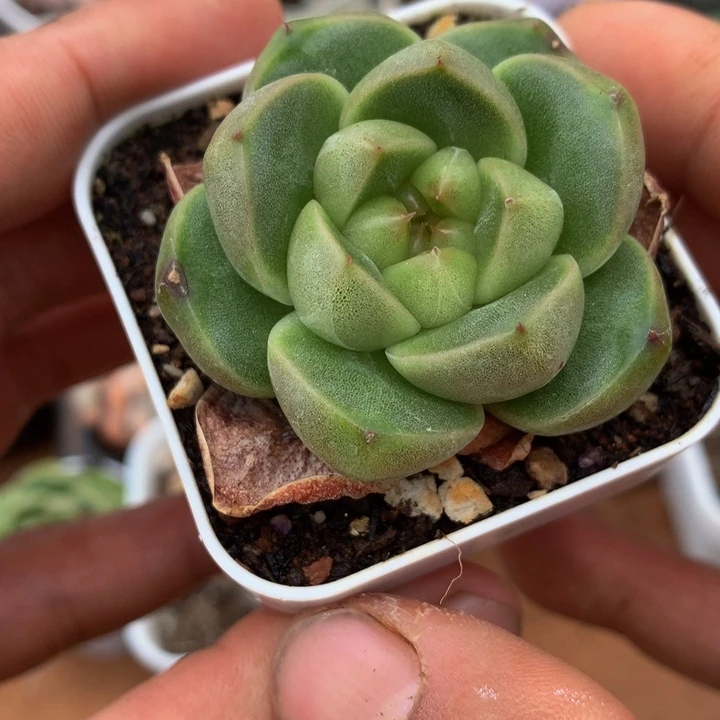 珍妮胖子一物一拍