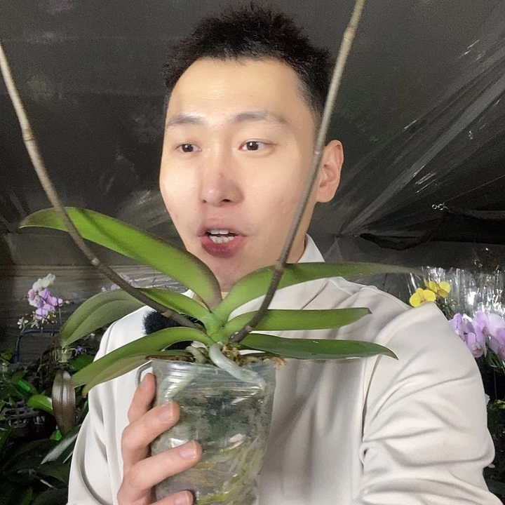 无花朵黑白独角兽