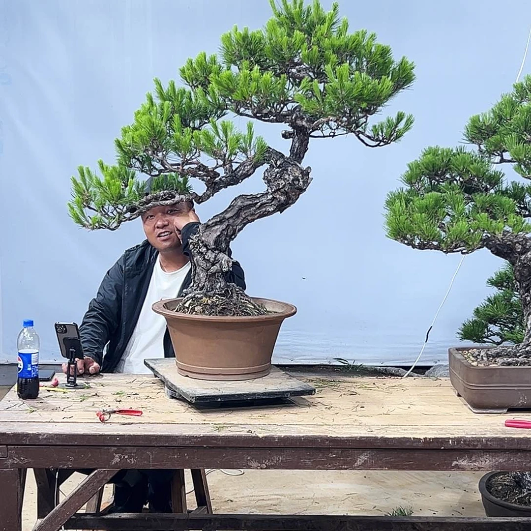 无花朵刘*黑黄山松盆景园林绿化
