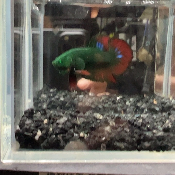 斗鱼跑单拉黑21日76