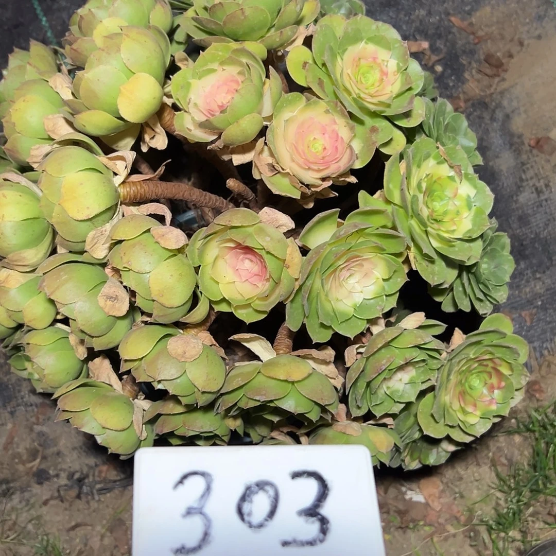 多肉植物万圣节法师303