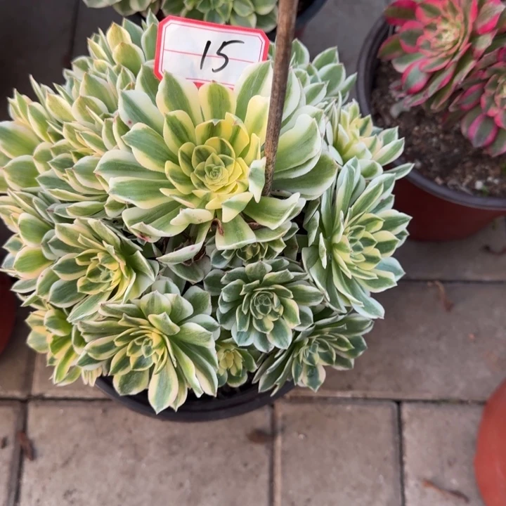 15号伊丽莎白法师植物