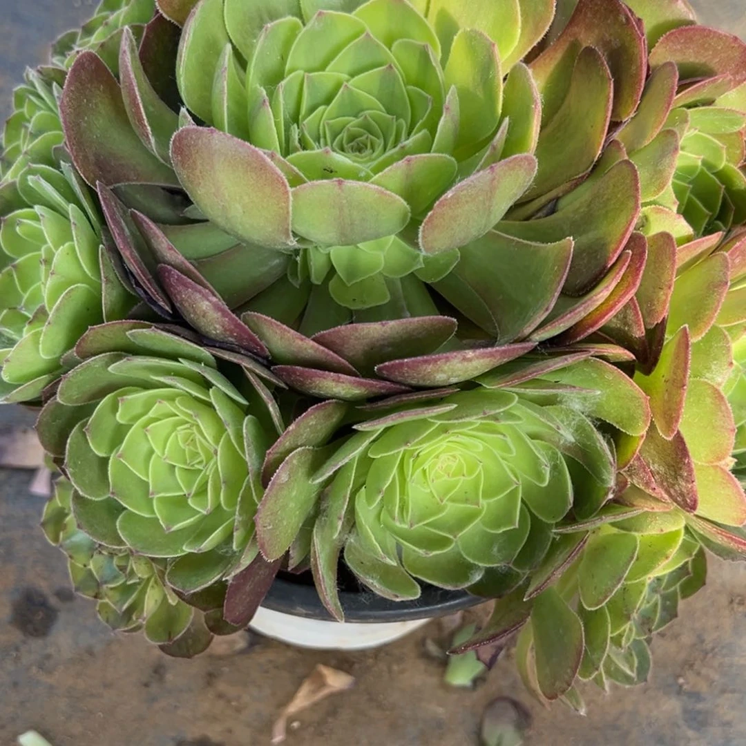 6.4-2雨荷多肉植物1