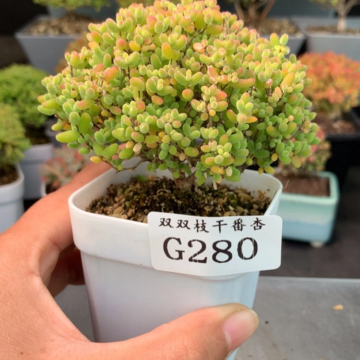 280蜜桔