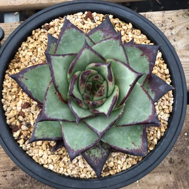 美宽蓝底111111111