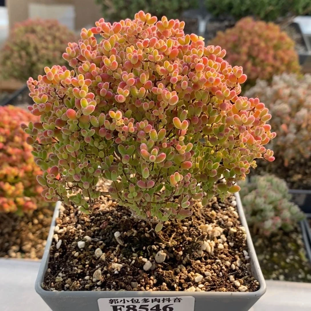 巧*头蜜橘糖球8546枝干番杏