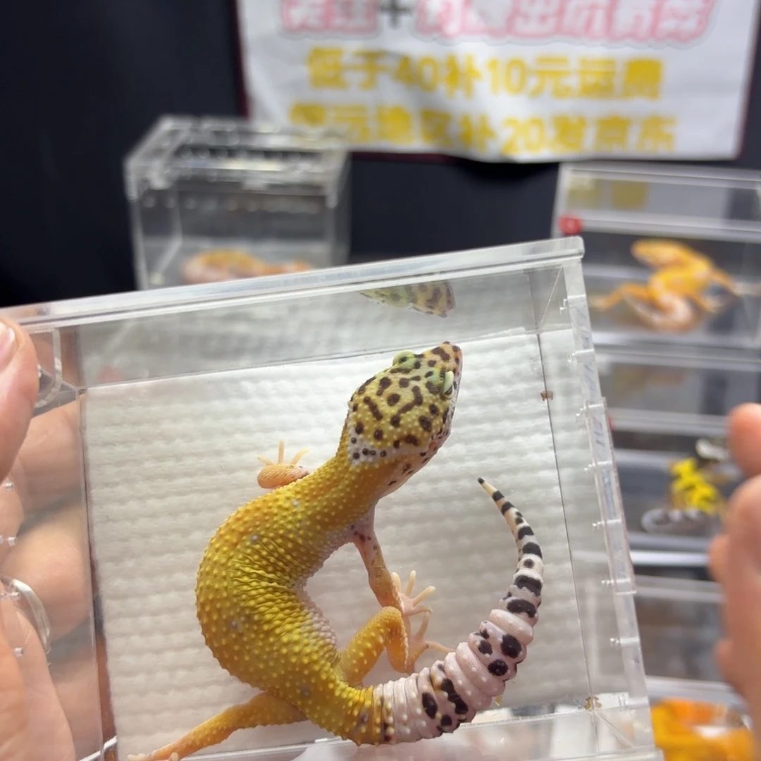 豹纹守宫白黄雪花守宫