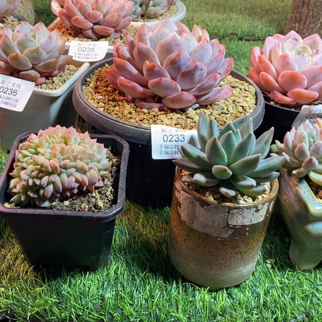 ╰****姐0233啊啊啊啊