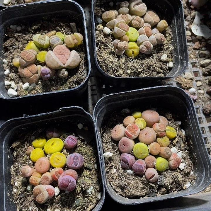 生石花带盆土发货