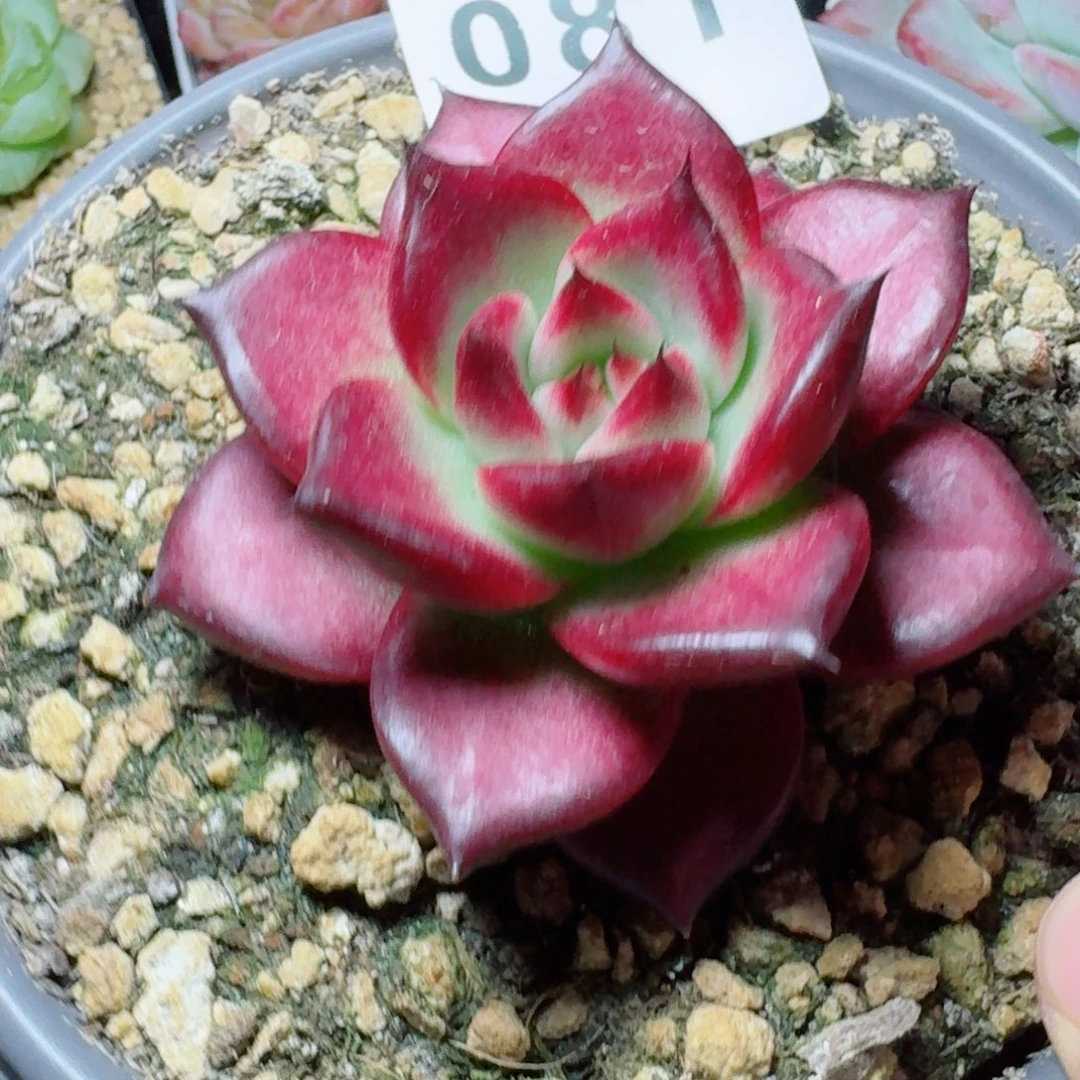 卡宴            精美多肉植物