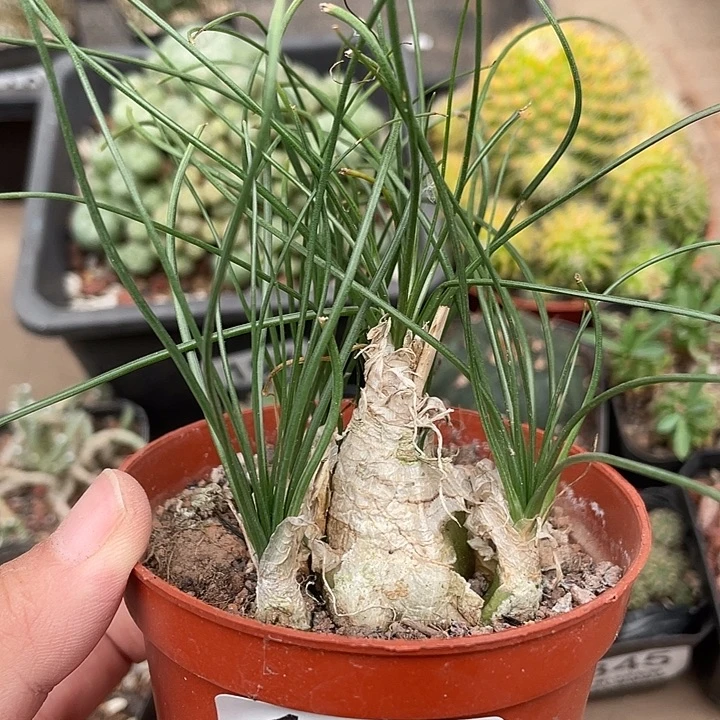 173香水兰仙人球开花