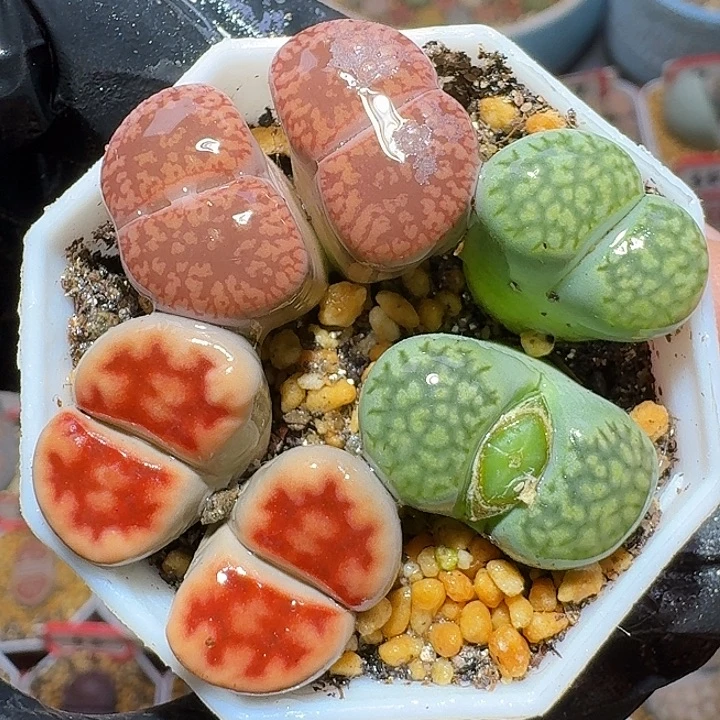 生石花111122。  337