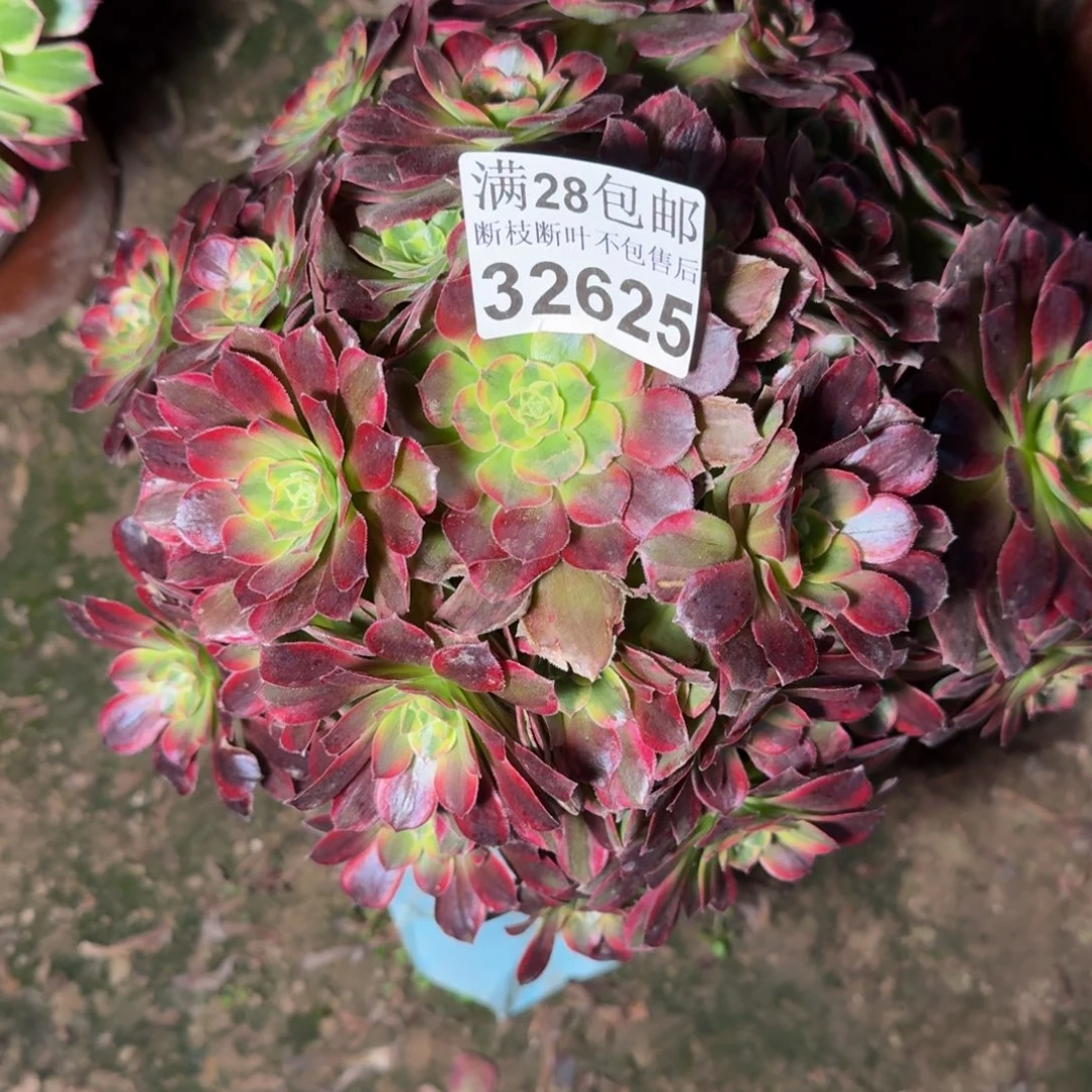 32625安娜多肉植物