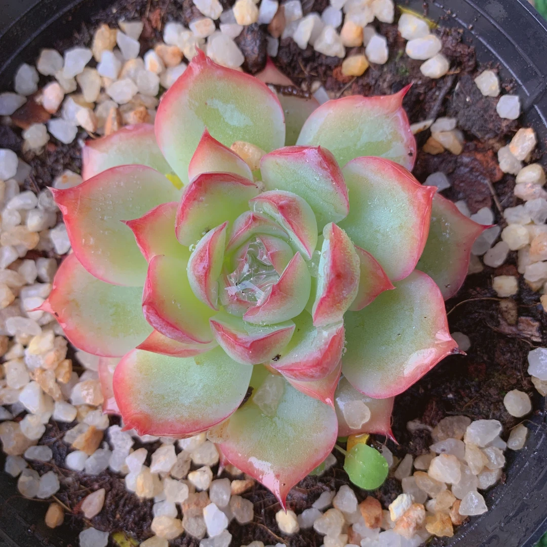 水晶玫瑰单头5-8CM【花界草堂】精品多肉阳台盆栽新手易养一单包邮