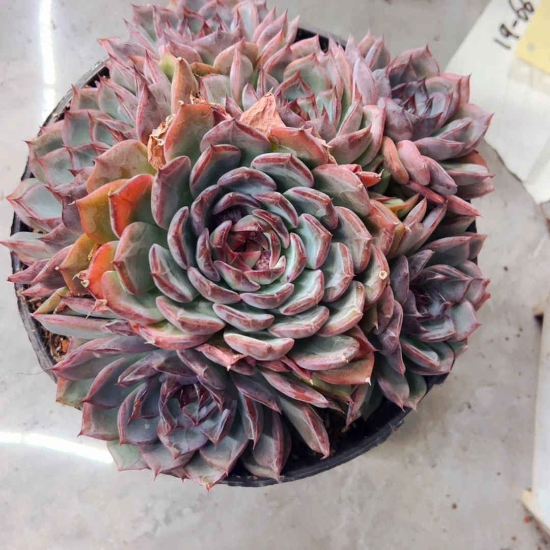 小***绷多肉植物组合盆栽妖姬