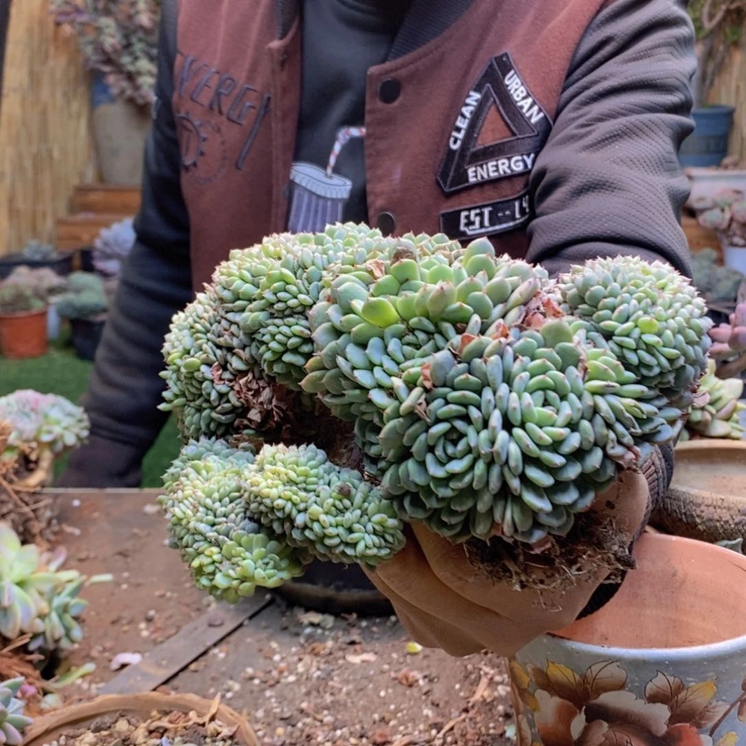 愛****?219号白胖子缀多肉