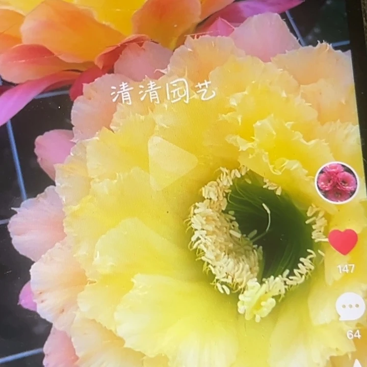 清清初春侧牙瑕疵黑点