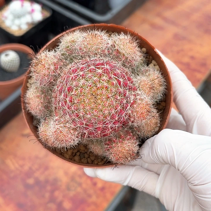 红娜丸仙人球123