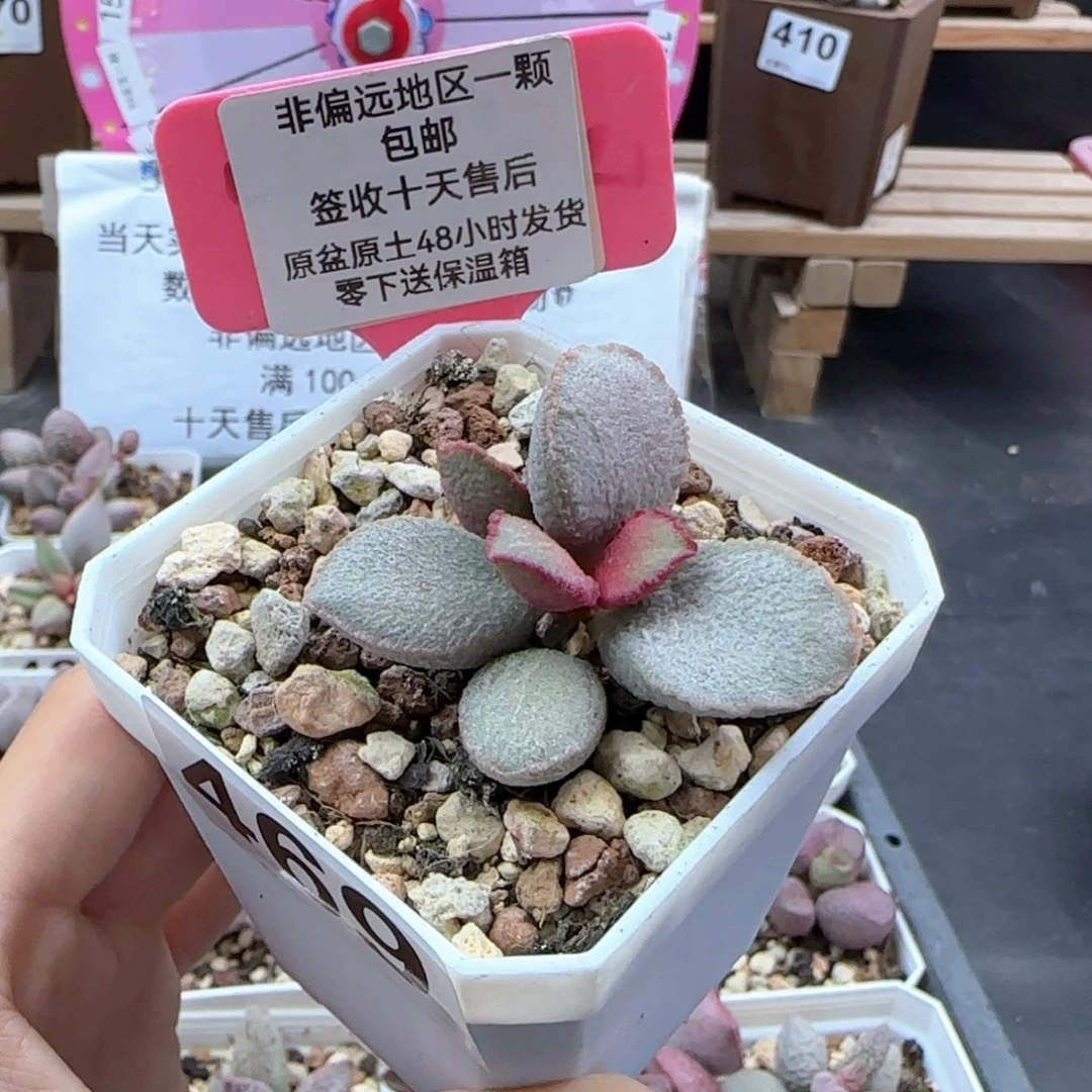 469琉璃多肉植物