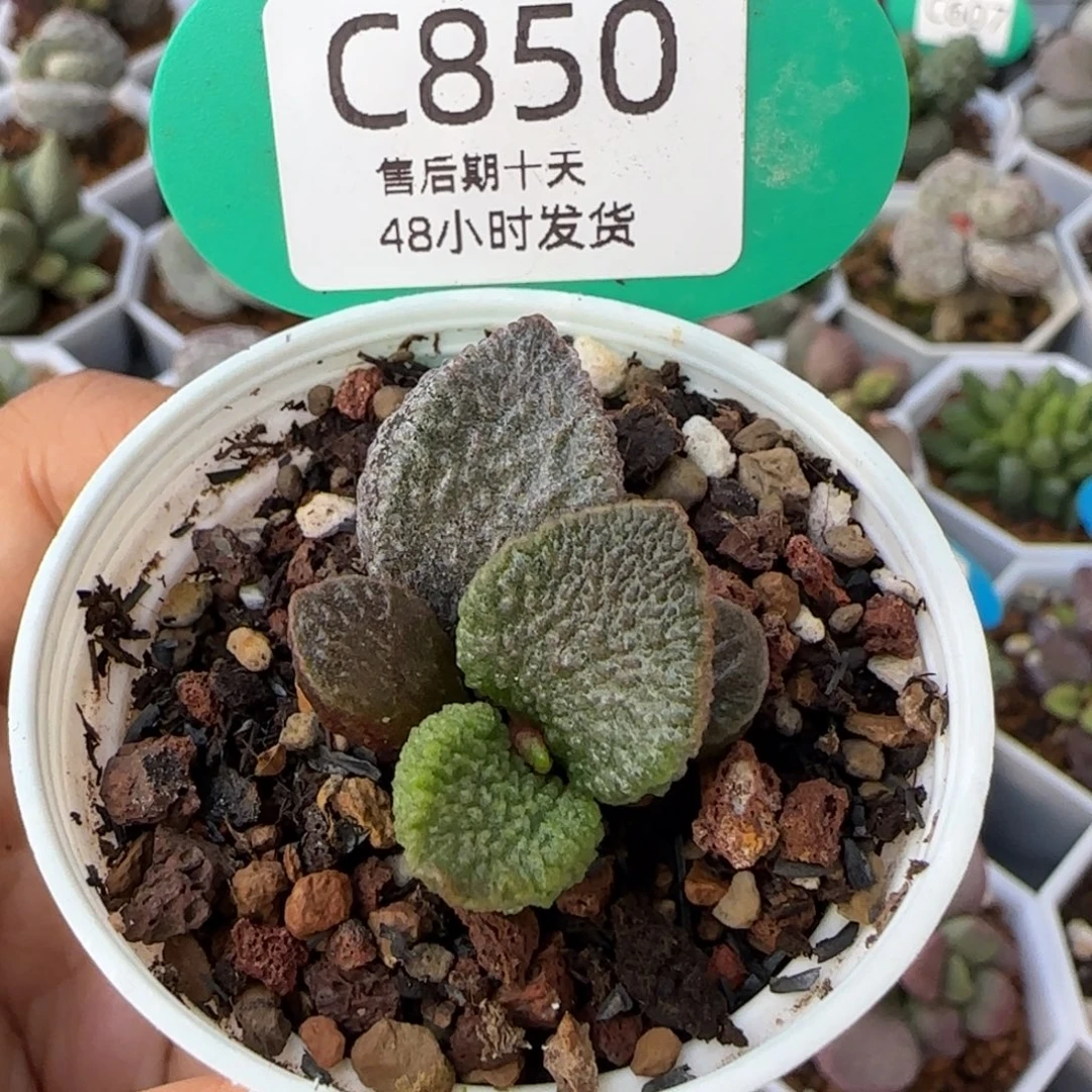 夜光杯。   850。