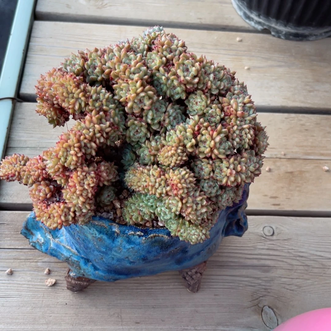 白胖子100多头一物一拍