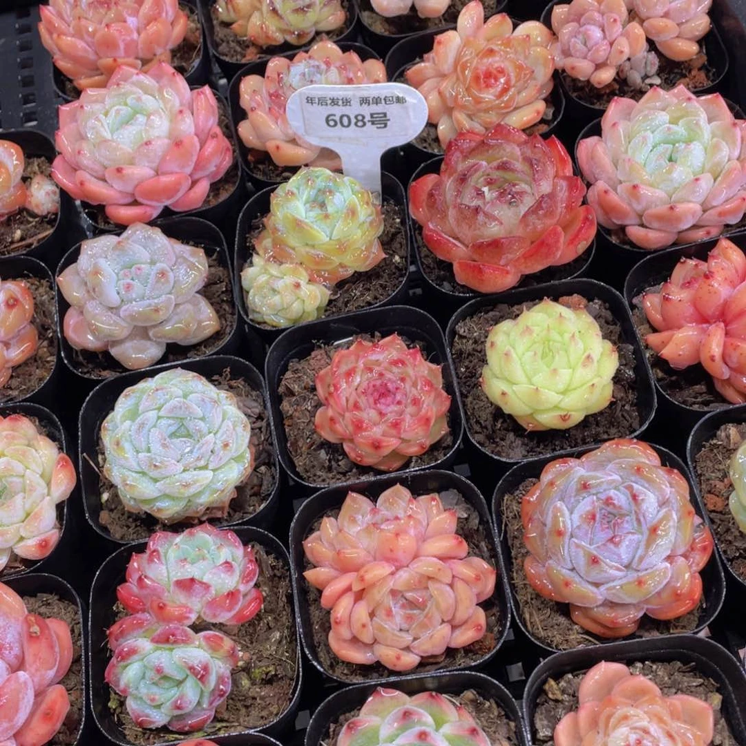 608号开播福利新年美肉大礼包九个加赠品一个