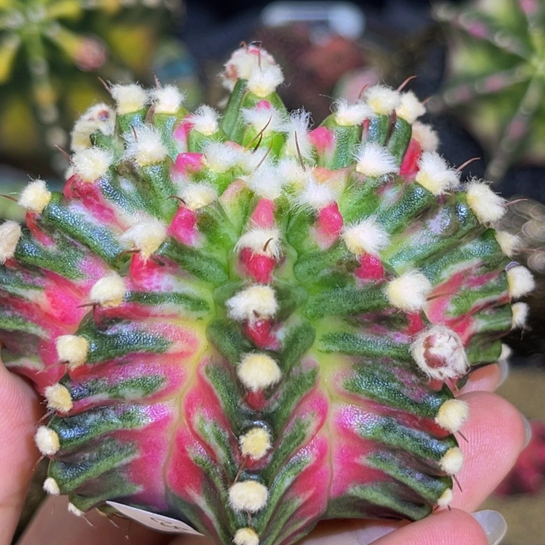 毛绒绒海神锦 米哈仙人球