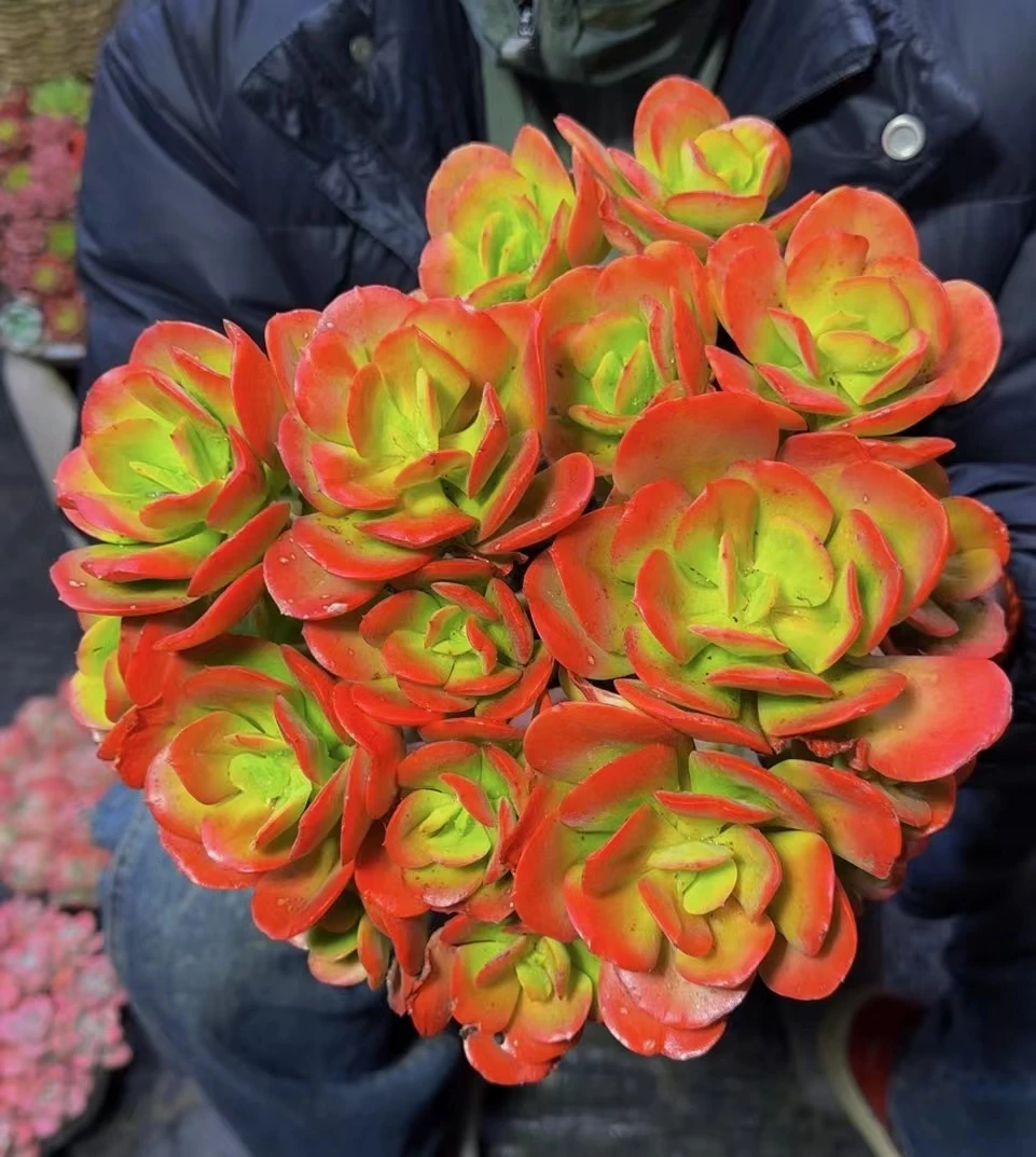 大号老桩红梅 颜色贼好多肉植物 云南基地直发 带盆带土 新手