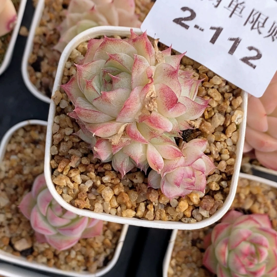 W***Y2-121 新疆西藏内蒙不发货