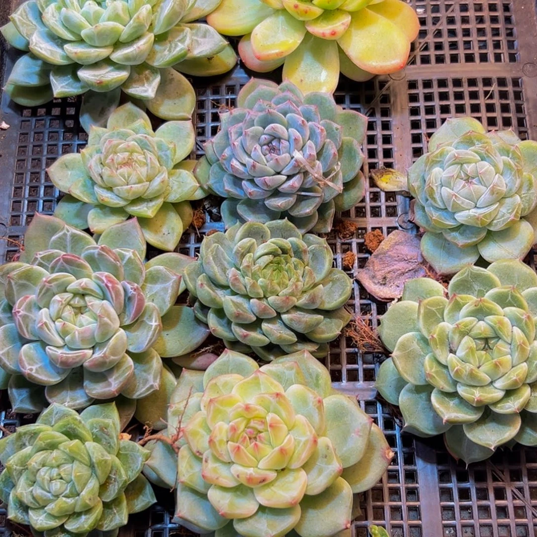 蓉***蓉571多肉的我也是很喜欢