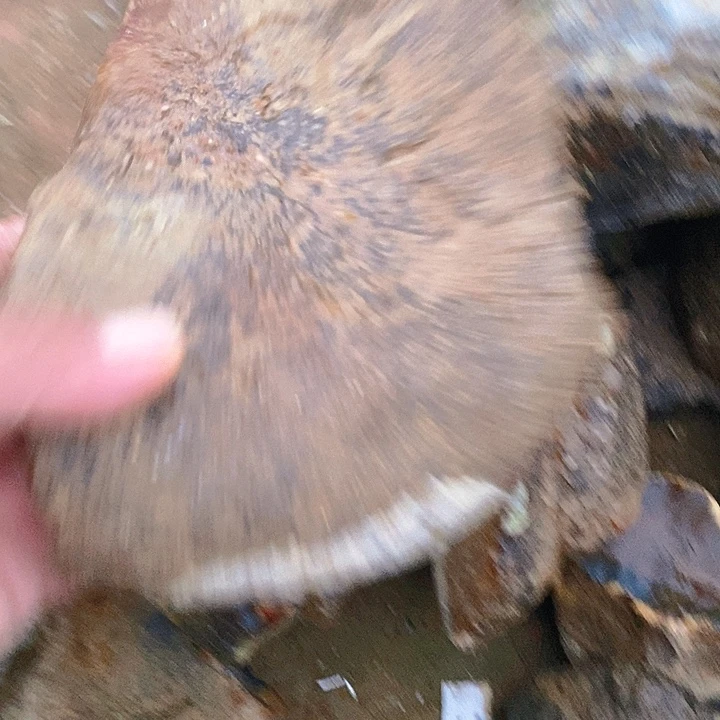 草***狼定制玛瑙低密我玛瑙