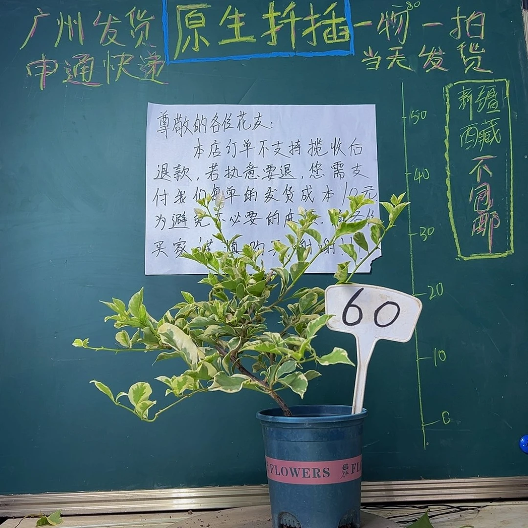 当前无花栽培后可以开花银边白60