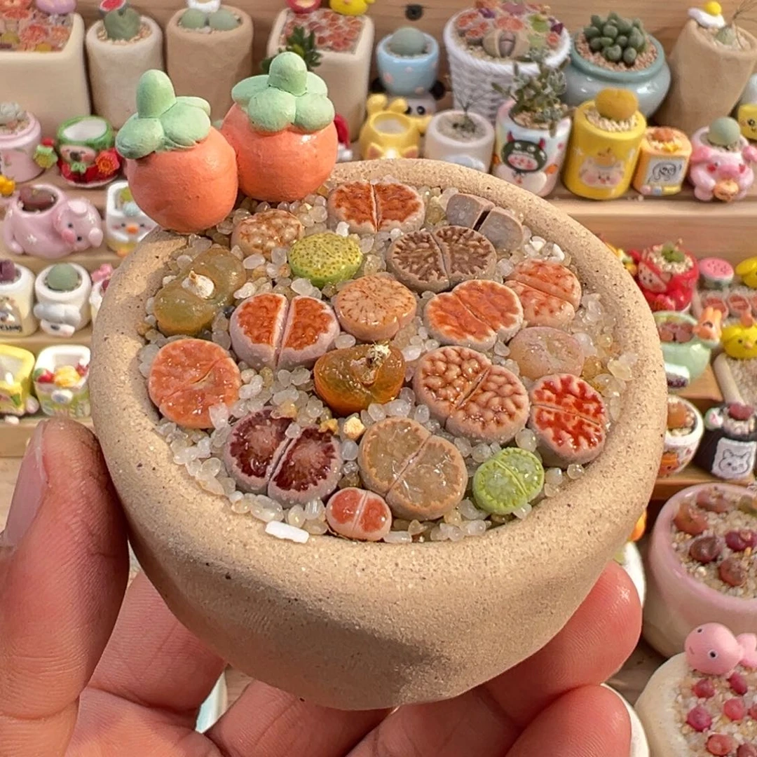 多肉植物4号生石花彩拼带盆