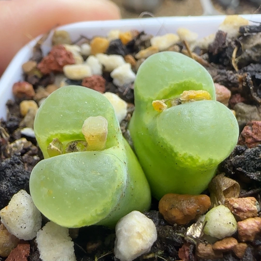 漂漂亮亮多肉植物944