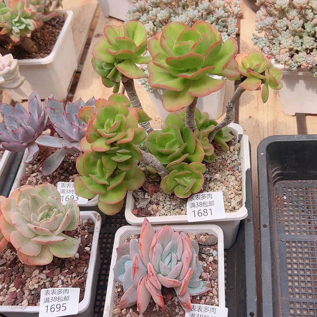 _****多肉一物一拍植物1681
