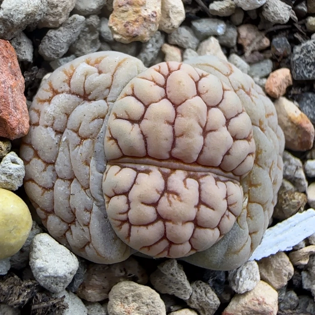 461红连纹脑纹189福利