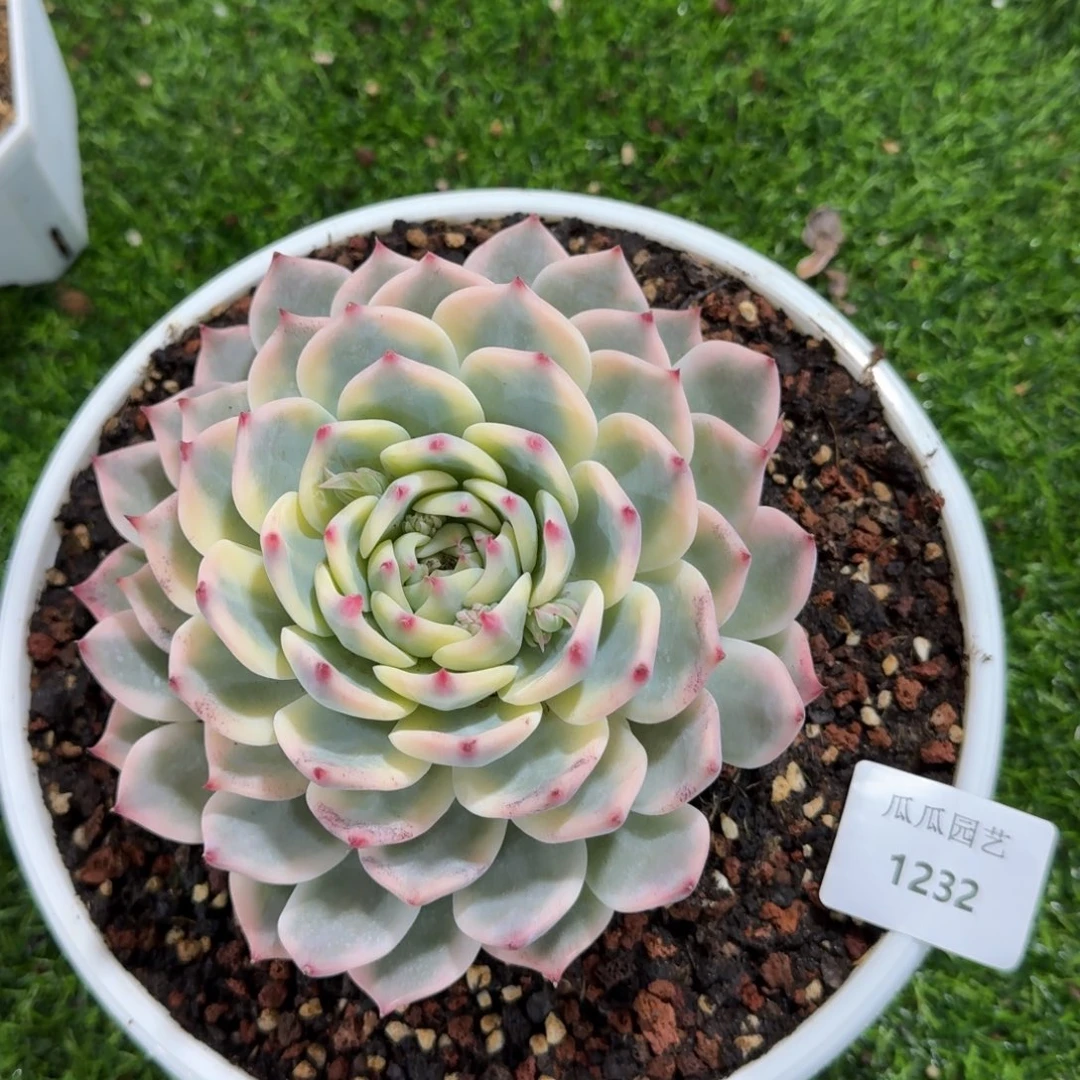 1232吉娃娃锦多肉植物的